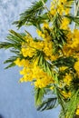 Mimosa flowers. Golden wattle tree in bloom. Closeup of yellow acacia (mimosa) trees on the nature. Royalty Free Stock Photo