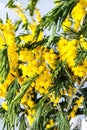 Mimosa flowers. Golden wattle tree in bloom. Wattle Bloom in Differential Focus.