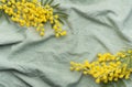 Mimosa flowers on green textile background Royalty Free Stock Photo