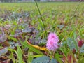 Mimosa flowers Royalty Free Stock Photo