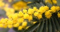Mimosa flowers on the plant in March Royalty Free Stock Photo