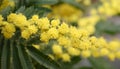 Mimosa flowers on the plant in March Royalty Free Stock Photo