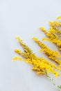Mimosa flowers on white wall. Aesthetic minimal wallpaper. Autumn Summer floral plant background composition