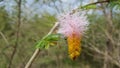 Mimosa Hostilis Flower in Bao Bolong Wetland Reserve Royalty Free Stock Photo