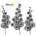 Vector set of Mimosa or Acacia dealbata or silver wattle flower bunch silhouettes in black isolated on white background.