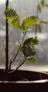 Mimosa leafs having sunbath