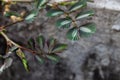 Mimosa Leaves on Street with Concrete Royalty Free Stock Photo