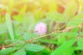 Mimosa pedica or sensitive plant flower pink beautiful on grass in nature Royalty Free Stock Photo