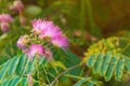 Mimosa or Persian silk tree Albizia julibrissin in bloom with beautiful pink flowers Royalty Free Stock Photo