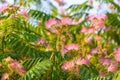 Mimosa or Persian silk tree (Albizia julibrissin) in bloom with beautiful pink flowers Royalty Free Stock Photo