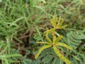 Mimosa pigra, commonly known as theÂ giant sensitive treeÂ  Royalty Free Stock Photo