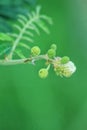 Mimosa pigra flower in a garden