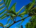 Mimosa pigra herbal plant under blue sky