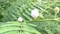 Mimosa pigra with natural background.