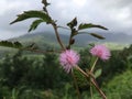 Mimosa Plant Vine Blossoming with Pink Flowers on Top of Hill Overlooking Hanalei Valley during Rain on Kauai Island, Hawaii. Royalty Free Stock Photo