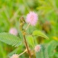 Mimosa pucida (sleeping grass)