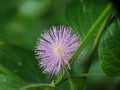 Mimosa pudi cacommonly called the shy princess flower