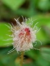 Mimosa pudica, also called sensitive plant, sleepy plant, action plant, touch-me-not, shameplant, zombie plant, bashful mimosa, he Royalty Free Stock Photo