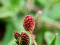 Mimosa pudica, also called sensitive plant, sleepy plant, action plant, touch-me-not, shameplant, zombie plant, bashful mimosa, he Royalty Free Stock Photo