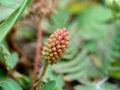 Mimosa pudica, also called sensitive plant, sleepy plant, action plant, touch-me-not, shameplant, zombie plant, bashful mimosa, he Royalty Free Stock Photo