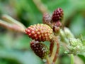 Mimosa pudica, also called sensitive plant, sleepy plant, action plant, touch-me-not, shameplant, zombie plant, bashful mimosa, he Royalty Free Stock Photo