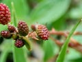 Mimosa pudica, also called sensitive plant, sleepy plant, action plant, touch-me-not, shameplant, zombie plant, bashful mimosa, he Royalty Free Stock Photo