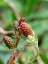 Mimosa pudica, also called sensitive plant, sleepy plant, action plant, touch-me-not, shameplant, zombie plant, bashful mimosa, he Royalty Free Stock Photo