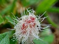 Mimosa pudica, also called sensitive plant, sleepy plant, action plant, touch-me-not, shameplant, zombie plant, bashful mimosa, he Royalty Free Stock Photo