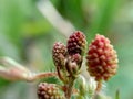 Mimosa pudica, also called sensitive plant, sleepy plant, action plant, touch-me-not, shameplant, zombie plant, bashful mimosa, he Royalty Free Stock Photo