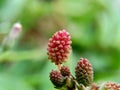 Mimosa pudica, also called sensitive plant, sleepy plant, action plant, touch-me-not, shameplant, zombie plant, bashful mimosa, he Royalty Free Stock Photo