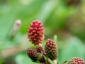 Mimosa pudica, also called sensitive plant, sleepy plant, action plant, touch-me-not, shameplant, zombie plant, bashful mimosa, he Royalty Free Stock Photo