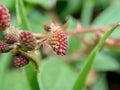 Mimosa pudica, also called sensitive plant, sleepy plant, action plant, touch-me-not, shameplant, zombie plant, bashful mimosa, he Royalty Free Stock Photo