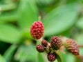 Mimosa pudica, also called sensitive plant, sleepy plant, action plant, touch-me-not, shameplant, zombie plant, bashful mimosa, he Royalty Free Stock Photo