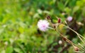 Mimosa Pudica, Also Called Sensitive Plant, Touch-Me-Not, or Shy Royalty Free Stock Photo