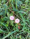 Mimosa pudica Is an annual plant The flowers are round pink Royalty Free Stock Photo