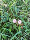 Mimosa pudica Is an annual plant The flowers are round pink Royalty Free Stock Photo