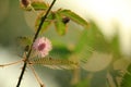 Mimosa pudica bashful or shrinking sensitive plant