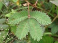 Mimosa pudica comes from the Latin pudica meaning shy, shy, or shrinking