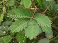 Mimosa pudica comes from the Latin pudica meaning shy, shy, or shrinking