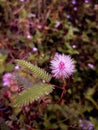 Mimosa pudica or & x22;sensitive plant& x22; from its reaction to stimulation. Its leaflets quickly turn inward when touched.