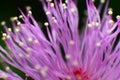 Mimosa pudica flower - close up photography. Royalty Free Stock Photo