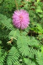 Mimosa pudica flower, closeup Royalty Free Stock Photo