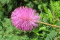 Mimosa pudica flower, closeup Royalty Free Stock Photo