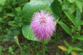 Mimosa pudica flower, closeup Royalty Free Stock Photo