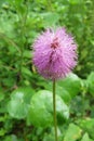 Mimosa pudica flower, closeup Royalty Free Stock Photo