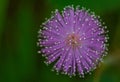 Mimosa pudica flower Royalty Free Stock Photo