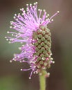 Mimosa Pudica flower Royalty Free Stock Photo