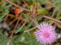 Mimosa pudica flower,Sensitive Plant. Royalty Free Stock Photo