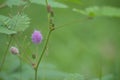 Mimosa pudica flower.sensitive tree, sleepy plant, action tree, touch-me-not, shame plant Royalty Free Stock Photo