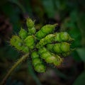 Mimosa pudica fruits